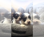 Small Photo #2 Yorkshire Terrier Puppy For Sale in OTTAWA, OH, USA