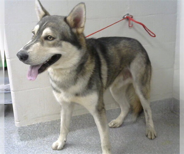 Medium Photo #1 Siberian Husky Puppy For Sale in Pasadena, TX, USA