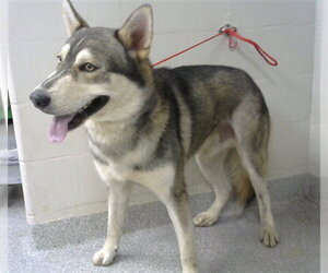 Siberian Husky Dogs for adoption in Pasadena, TX, USA