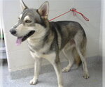 Small Siberian Husky