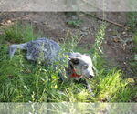 Small #2 Mutt