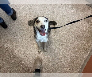 Siberian Husky Dogs for adoption in Pueblo, CO, USA