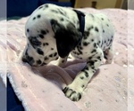 Small Photo #9 Dalmatian Puppy For Sale in TEMPLE, TX, USA