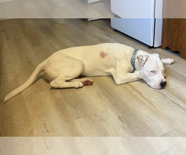 Medium Photo #5 American Pit Bull Terrier-Unknown Mix Puppy For Sale in Germantown, OH, USA