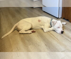 Dumpling - Male American Pit Bull Terrier-Unknown Mix Dog for Adoption - Photo #5