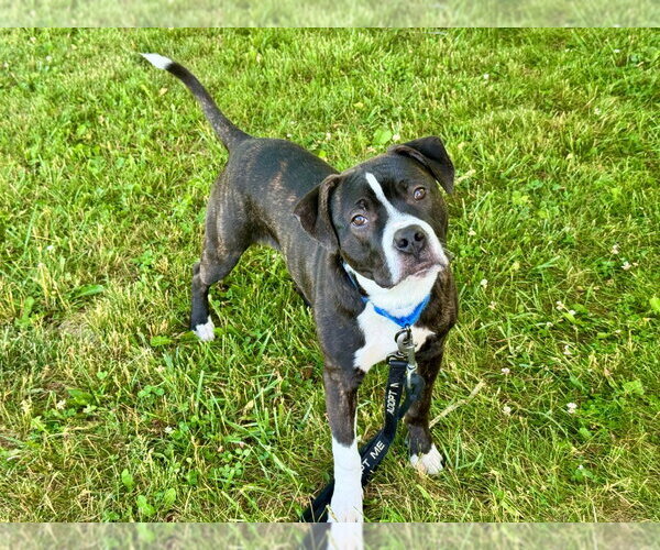 Medium Photo #12 Mutt Puppy For Sale in Gloversville, NY, USA
