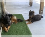 Small #15 German Shepherd Dog