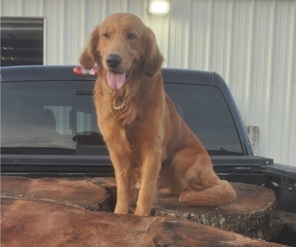 Medium Photo #7 Golden Retriever Puppy For Sale in GREENVILLE, SC, USA