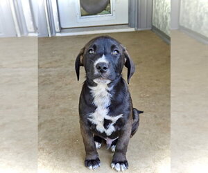 River - Male Australian Shepherd-Unknown Mix Dog for Adoption - Photo #3