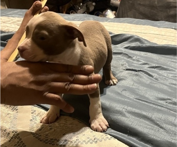 Medium Photo #27 American Bully Puppy For Sale in BUFFALO, NY, USA