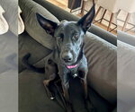 Small #9 German Shepherd Dog Mix