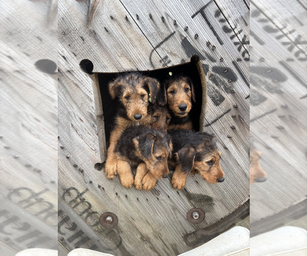 Medium Photo #1 Airedale Terrier Puppy For Sale in ELMA, NY, USA
