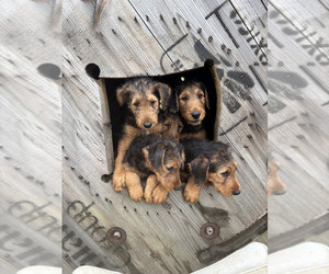 Airedale Terrier Puppy for sale in ELMA, NY, USA