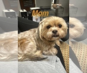 Mother of the Yorkshire Terrier puppies born on 09/28/2026
