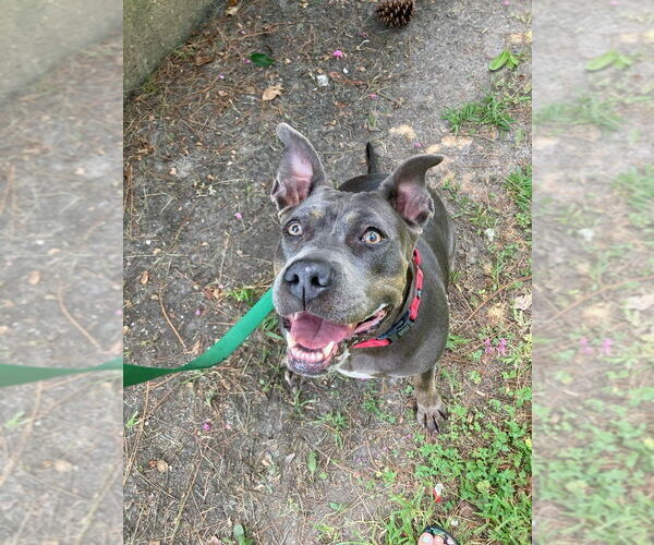Medium Photo #9 American Pit Bull Terrier-Unknown Mix Puppy For Sale in Oakhurst, NJ, USA