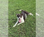Small #1 Border Collie Mix