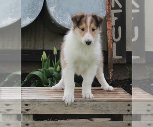 Collie Puppy for sale in FREDERICKSBURG, OH, USA