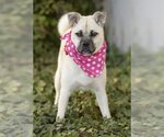 Small #2 Pug-Shiba Inu Mix