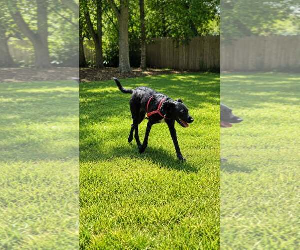 Medium Photo #4 Mutt Puppy For Sale in Oakhurst, NJ, USA