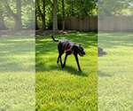 Small #3 Mutt