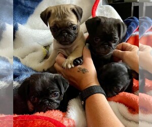 Pug Puppy for sale in CITY OF SPOKANE VALLEY, WA, USA