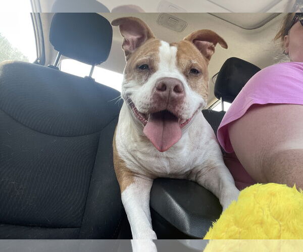 Medium Photo #3 American Staffordshire Terrier-Unknown Mix Puppy For Sale in Holly Springs, NC, USA