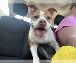 Small #2 American Staffordshire Terrier Mix