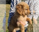 Small Photo #11 Golden Retriever Puppy For Sale in SALISBURY, NC, USA