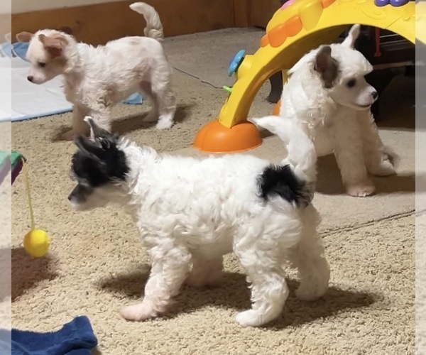 Medium Photo #1 Chinese Crested Puppy For Sale in DECATUR, TX, USA