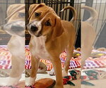 Small Photo #24 Mutt Puppy For Sale in Wenonah, NJ, USA