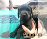 Small Photo #9 Labrador Retriever Puppy For Sale in DENTON, TX, USA