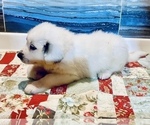 Small Photo #5 Great Pyrenees Puppy For Sale in SCIO, OH, USA