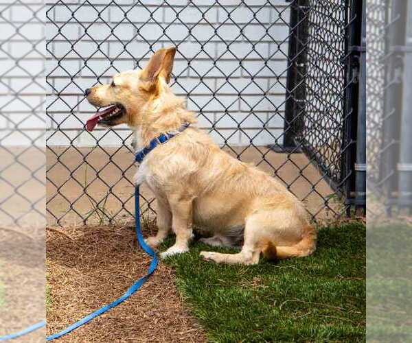 Medium Photo #5 Mutt Puppy For Sale in Kennesaw, GA, USA