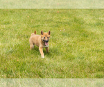 Small #4 Shiba Inu