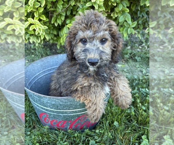 Medium Photo #3 Whoodle (Miniature) Puppy For Sale in MIDDLEBURY, IN, USA