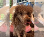 Small #6 Poodle (Miniature)