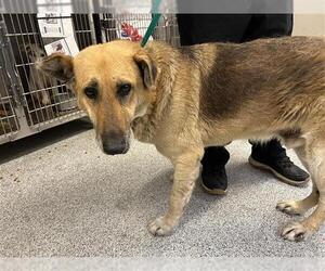 German Shepherd Dog-Unknown Mix Dogs for adoption in Houston, TX, USA