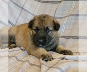 German Shepherd Dog Puppy for sale in LITCHFIELD, MI, USA