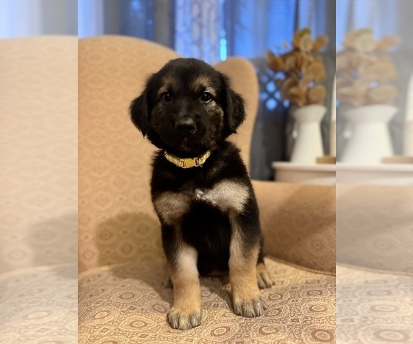Medium Photo #2 Golden Shepherd Puppy For Sale in OCEANSIDE, CA, USA