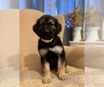 Small #1 Golden Shepherd