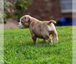 Small Photo #2 Olde English Bulldogge Puppy For Sale in BREMEN, GA, USA