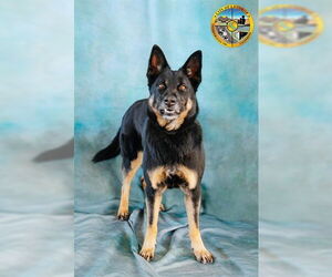 RAVEN - Female German Shepherd Dog Dog for Adoption - Photo #2