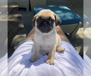 Pug Puppy for sale in STOUGHTON, MA, USA