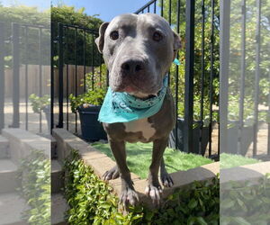 Lenny - Male American Pit Bull Terrier-American Staffordshire Terrier Mix Dog for Adoption - Photo #8