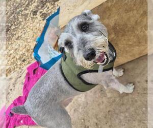 - Mix Dogs for adoption in San Antonio, TX, USA