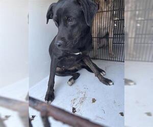 Labrador Retriever-Unknown Mix Dogs for adoption in Houston, TX, USA