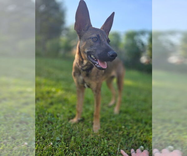 Medium Photo #3 German Shepherd Dog-Unknown Mix Puppy For Sale in Imlay City, MI, USA