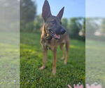 Small #2 German Shepherd Dog Mix
