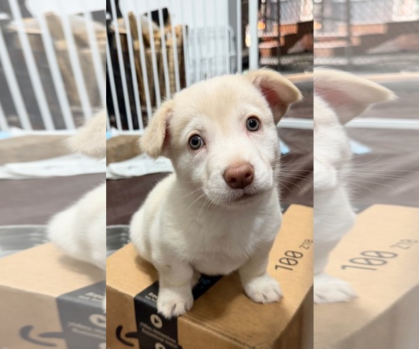 Medium Photo #4 Dachshund-Unknown Mix Puppy For Sale in Anchorage, AK, USA