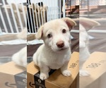 Small #3 Dachshund Mix